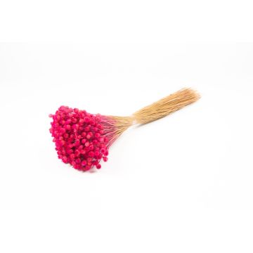 Torkad bukett med medelhavsstråblomma AKALITI, cerise, 40-55cm, Ø11cm Torkad bukett med medelhavsstråblomma AKALITI, cerise, 40-55cm, Ø11cm