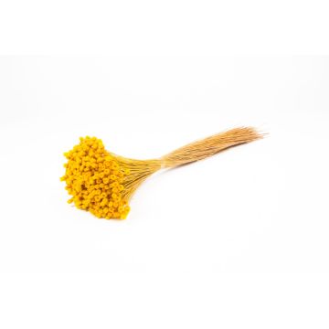 Torkad bukett med medelhavsstråblomma AKALITI, gul, 40-55cm, Ø11cm Torkad bukett med medelhavsstråblomma AKALITI, gul, 40-55cm, Ø11cm