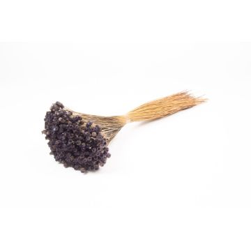Torkad bukett med medelhavsstråblomma AKALITI, mörkgrå, 40-55cm, Ø11cm