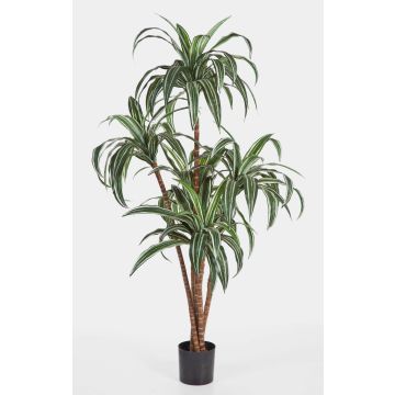 Konstgjord träd Dracaena Fragrans JALA, äkta stammar, grön-vit, 150cm