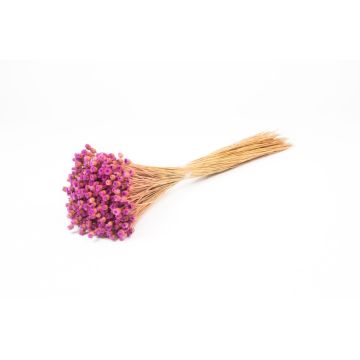 Torkad bukett med medelhavsstråblomma AKALITI, lila-gul, 40-55cm, Ø11cm Torkad bukett med medelhavsstråblomma AKALITI, lila-gul, 40-55cm, Ø11cm
