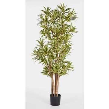 Konstgjord Dracaena Reflexa Jamaica YASU, äkta stammar, grön-gul, 120cm
