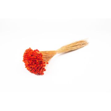 Torkad bukett med medelhavsstråblomma AKALITI, orange, 40-55cm, Ø11cm