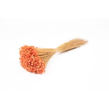 Torkad bukett med medelhavsstråblomma AKALITI, persika, 40-55cm, Ø11cm Torkad bukett med medelhavsstråblomma AKALITI, persika, 40-55cm, Ø11cm