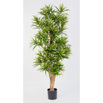 Konst Dracaena Reflexa Jamaica YASU, äkta stammar, grön, 180cm