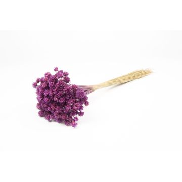 Torkad bukett AVISSA, brasiliansk kulblomma, violett, 45-60cm, Ø13cm