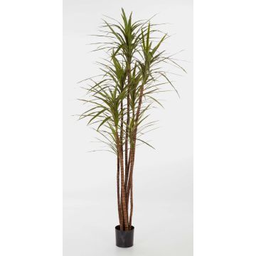 Plast Dracaena Marginata IMANI, äkta stammar, grön, 180cm