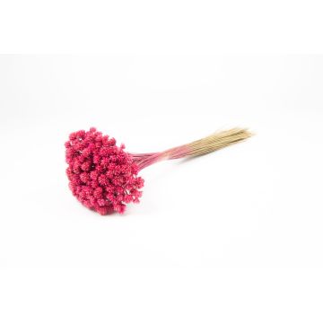 Torkad bukett AVISSA, brasiliansk kulblomma, cerise, 45-60cm, Ø13cm Torkad bukett AVISSA, brasiliansk kulblomma, cerise, 45-60cm, Ø13cm