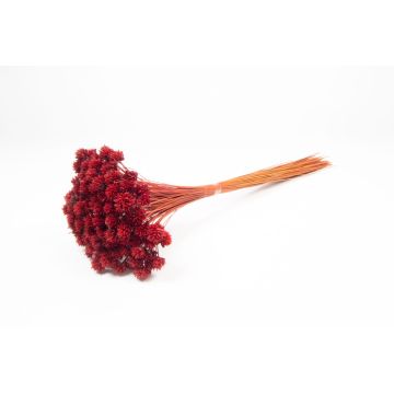 Torkad bukett AVISSA, brasiliansk kulblomma, röd, 45-60cm, Ø13cm Torkad bukett AVISSA, brasiliansk kulblomma, röd, 45-60cm, Ø13cm