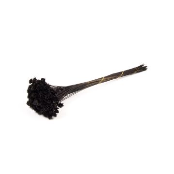 Torkad bukett AVISSA, brasiliansk kulblomma, svart, 45-60cm, Ø13cm