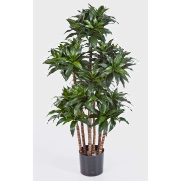 Konstgjord Dracaena Fragrans Compacta DOMINGO, äkta stammar, grön, 120cm