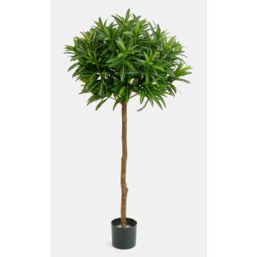 Konstgjord Longifolia-träd ISABELLA, äkta stam, 150cm