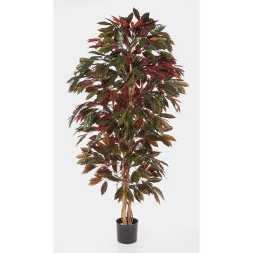 Konstträd Croton CARA, naturstammar, grön-röd, 210cm Konstträd Croton CARA, naturstammar, grön-röd, 210cm