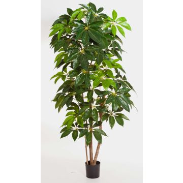 Konstgjord Schefflera COOPER, äkta stammar, grön, 220cm Konstgjord Schefflera COOPER, äkta stammar, grön, 220cm
