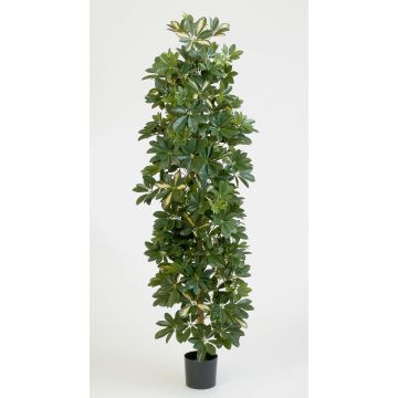 Konstgjord Schefflera ANDREW, naturstammar, grön-vit, 180cm Konstgjord Schefflera ANDREW, naturstammar, grön-vit, 180cm