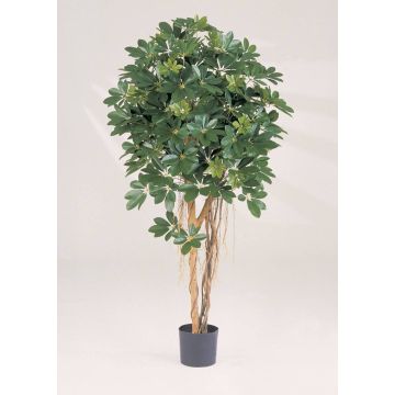 Konstgjord Schefflera SIENNA, äkta stammar, grön, 140cm Konstgjord Schefflera SIENNA, äkta stammar, grön, 140cm