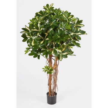 Konstgjord Schefflera SIENNA, äkta stammar, grön-vit, 140cm Konstgjord Schefflera SIENNA, äkta stammar, grön-vit, 140cm