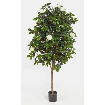 Konstgjord Camellia Japonica RIKA, äkta stam, blommor, vit, 170cm Konstgjord Camellia Japonica RIKA, äkta stam, blommor, vit, 170cm