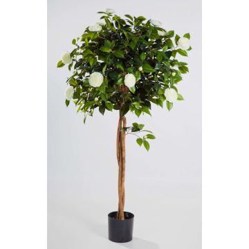 Konstgjord kameliaträd ERINA, äkta stammar, med blommor, vit, 160cm Konstgjord kameliaträd ERINA, äkta stammar, med blommor, vit, 160cm