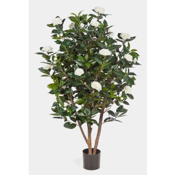 Konstgjord kameliaträd KAORI, äkta stammar, med blommor, vit, 150cm Konstgjord kameliaträd KAORI, äkta stammar, med blommor, vit, 150cm