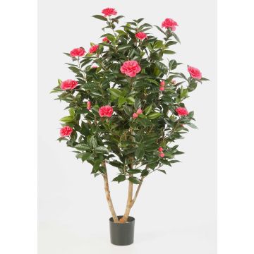 Konstgjord kameliaträd KAORI, äkta stammar, med blommor, cerise, 150cm Konstgjord kameliaträd KAORI, äkta stammar, med blommor, cerise, 150cm