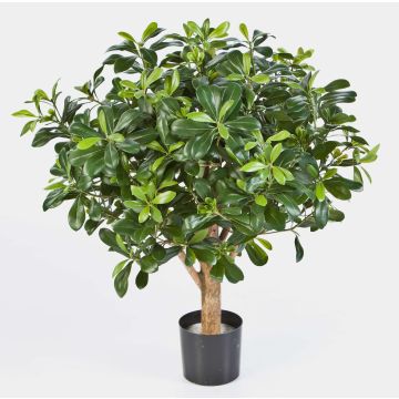 Konstgjord klibbfröträd ETHAN, naturstam, 65cm Konstgjord klibbfröträd ETHAN, naturstam, 65cm