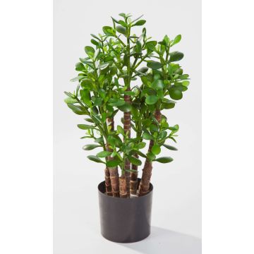 Konstgjord pengaträd TIDO, äkta stam, grön, 60cm, Ø30cm Konstgjord pengaträd TIDO, äkta stam, grön, 60cm, Ø30cm