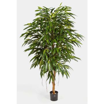 Konstträd Longifolia HISA, naturstam, 180cm