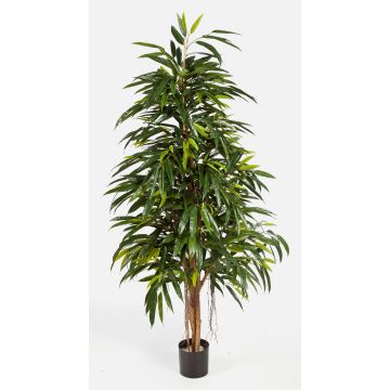 Konstgjord Longifolia-träd LENYA, äkta stammar, 150cm Konstgjord Longifolia-träd LENYA, äkta stammar, 150cm