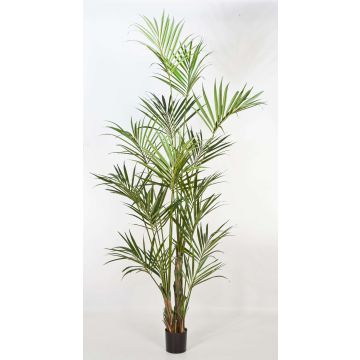 Konstgjord Kentia-palm OMAYRA, 260cm