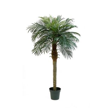 Konstgjord fenixpalme CAMILA, 150cm