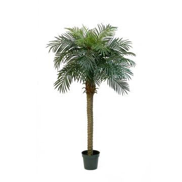 Konstgjord fenixpalme CAMILA, 180cm