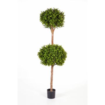 Konstgjord buxbom, 2-pack, TOM, äkta stam, 160cm, Ø50cm