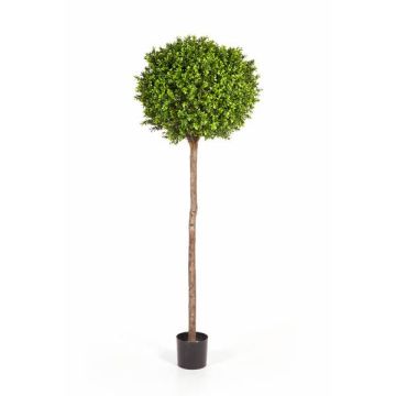 Konstgjord buxbom TOM, äkta stam, 170cm, Ø65cm