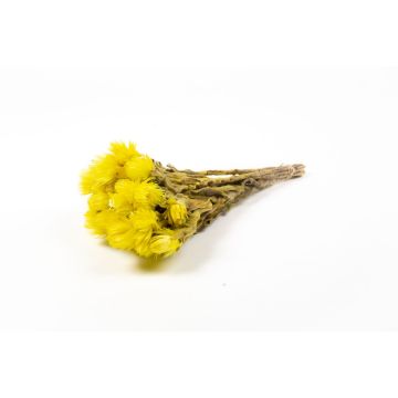 Torkad stråblomsterbukett BIBIANA, gul, 30-40cm, Ø15cm Torkad stråblomsterbukett BIBIANA, gul, 30-40cm, Ø15cm