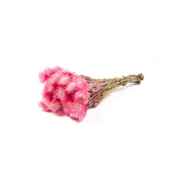 Torkad stråblomsterbukett BIBIANA, ljusrosa, 35-45cm, Ø15cm Torkad stråblomsterbukett BIBIANA, ljusrosa, 35-45cm, Ø15cm