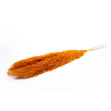 Torkad bukett med pampasgräs ANIAMI, orange, 130-140cm, Ø20cm