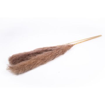 Torkad bukett med pampasgräs ANIAMI, gråbrun, 130-140cm, Ø20cm Torkad bukett med pampasgräs ANIAMI, gråbrun, 130-140cm, Ø20cm