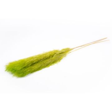 Torkad bukett med pampasgräs ANIAMI, äppelgrön, 130-140cm, Ø20cm Torkad bukett med pampasgräs ANIAMI, äppelgrön, 130-140cm, Ø20cm