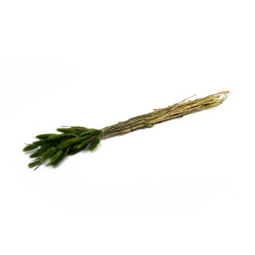 Torkat Lagurus-gräs BORKA, grönt, 55-75cm, Ø12cm Torkat Lagurus-gräs BORKA, grönt, 55-75cm, Ø12cm