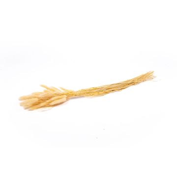 Torkat Lagurus-gräs BORKA, bunt, krämfärgadt, 55-75cm, Ø12cm Torkat Lagurus-gräs BORKA, bunt, krämfärgadt, 55-75cm, Ø12cm