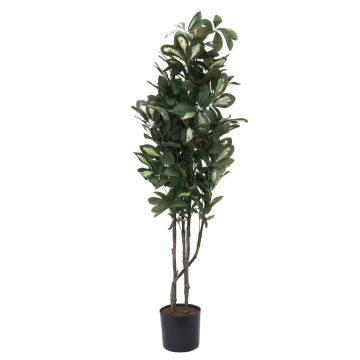 Plastic Schefflera PAMINA, artificial stems, green-white, 4ft/120cm Plastic Schefflera PAMINA, artificial stems, green-white, 4ft/120cm