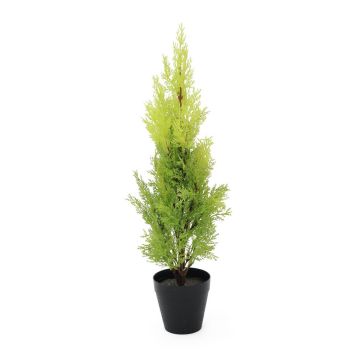 Plastcypress MINNA, i kruka, crossdoor, ljusgrön, 60cm