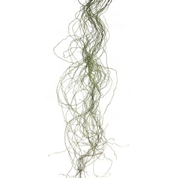 Konstgräs, kärlekslockar XINNUO, 48 strån, grönt, 150cm