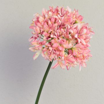 Textil gladiolus AKALI, rosa-cerise, 100cm, Ø28cm Textil gladiolus AKALI, rosa-cerise, 100cm, Ø28cm
