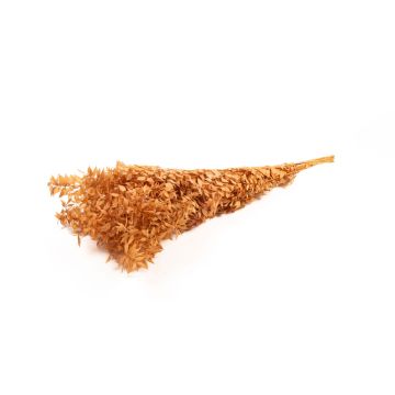 Torkade Ruscus-grenar AGNIATA, terrakotta, 70-75cm, Ø17cm