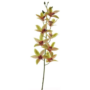 Dekorativ gren med Cymbidium-orkidé YAMEI, rosa-grön, 80cm, Ø8-9cm Dekorativ gren med Cymbidium-orkidé YAMEI, rosa-grön, 80cm, Ø8-9cm