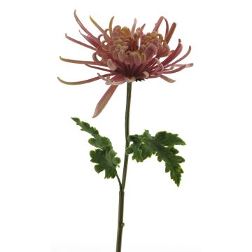 Dekorativ blomma, krysantemum YASULI, rosa-lavendel, 70cm, Ø18cm