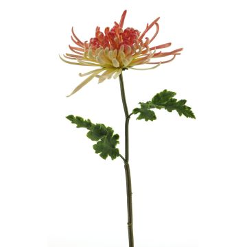 Dekorativ blomma, krysantemum YASULI, cerise-gul, 70cm, Ø18cm