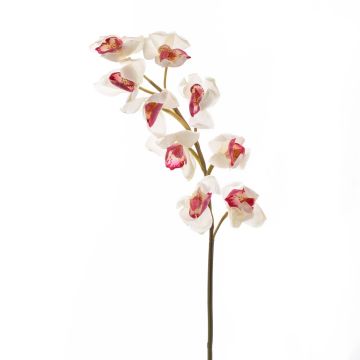 Plastkvist av Cymbidium-orkidé OKSANA, vit-cerise, 80cm, Ø6,5cm